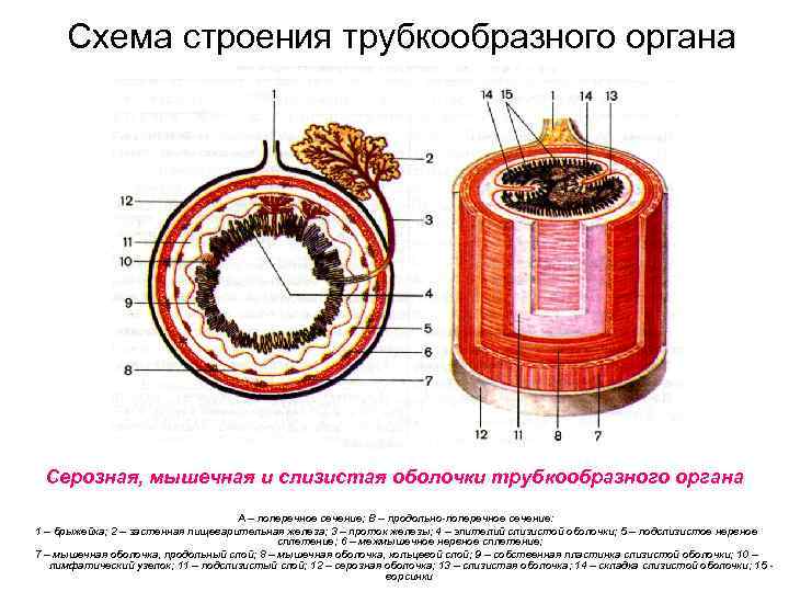 Схема строения трубкообразного органа Серозная, мышечная и слизистая оболочки трубкообразного органа А – поперечное