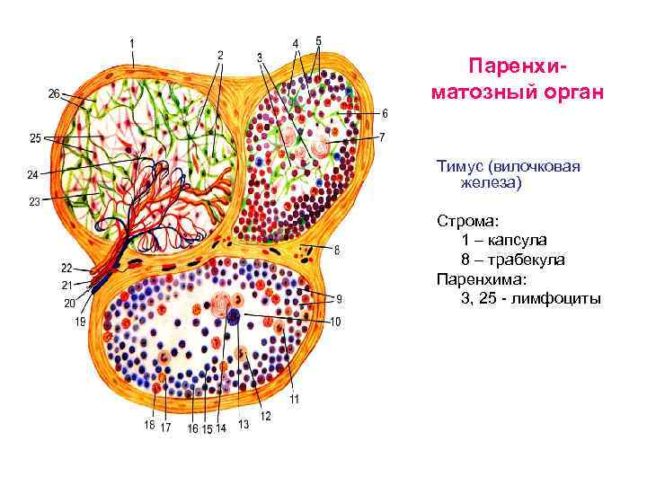 Паренхиматозный орган Тимус (вилочковая железа) Строма: 1 – капсула 8 – трабекула Паренхима: 3,