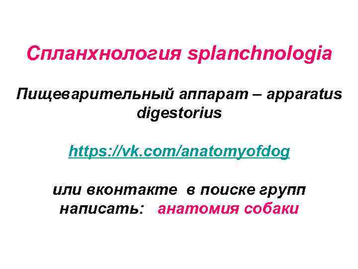 Спланхнология splanchnologia Пищеварительный аппарат – apparatus digestorius https: //vk. com/anatomyofdog или вконтакте в поиске