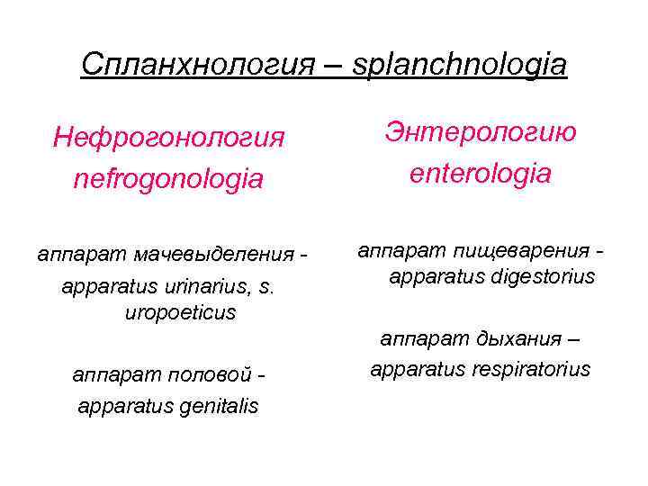 Спланхнология – splanchnologia Нефрогонология nefrogonologia Энтерологию enterologia аппарат мачевыделения - аппарат пищеварения apparatus digestorius