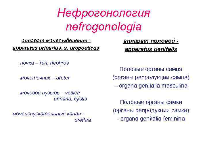 Нефрогонология nefrogonologia аппарат мачевыделения apparatus urinarius, s. uropoeticus аппарат половой apparatus genitalis почка –