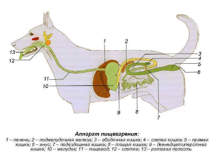 Аппарат пищеварения: 1 – печень; 2 – поджелудочная железа; 3 – ободочная кишка; 4