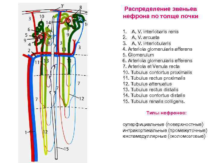 Распределение звеньев нефрона по толще почки 1. A, V. interlobaris renis 2. A, V.