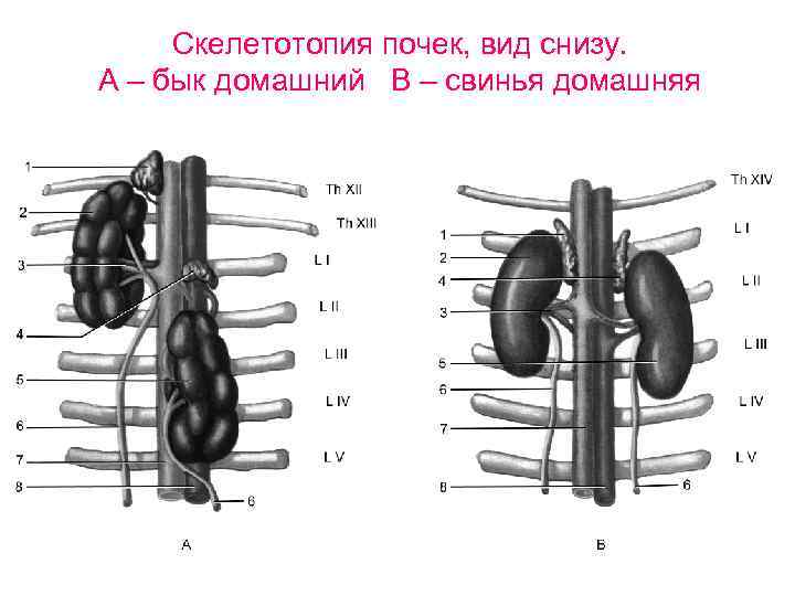 Скелетотопия почек, вид снизу. А – бык домашний В – свинья домашняя 