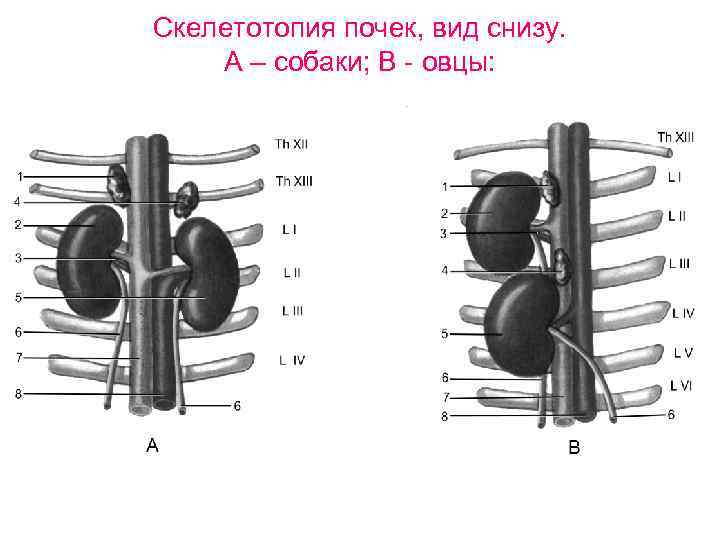 Скелетотопия почек, вид снизу. А – собаки; В - овцы: 