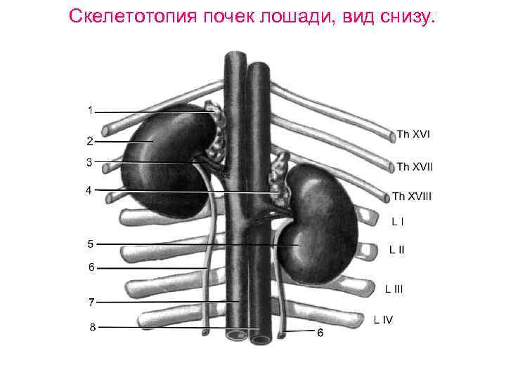 Скелетотопия почек лошади, вид снизу. 