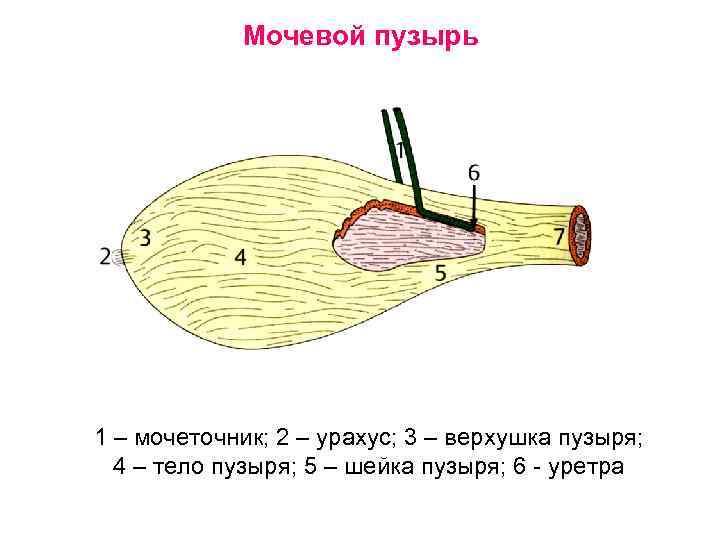 Мочевой пузырь 1 – мочеточник; 2 – урахус; 3 – верхушка пузыря; 4 –