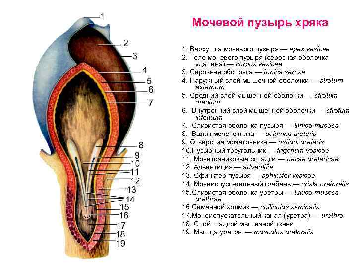 Мочевой пузырь хряка 1. Верхушка мочевого пузыря — apex vesicae 2. Тело мочевого пузыря