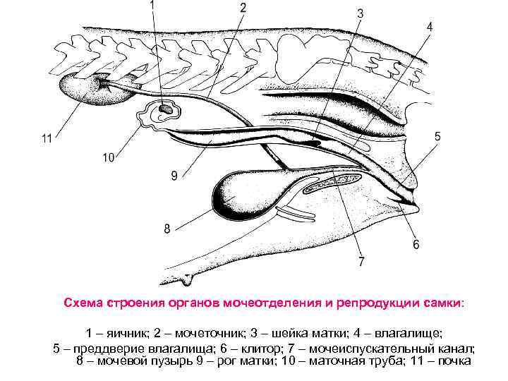 Схема строения органов мочеотделения и репродукции самки: 1 – яичник; 2 – мочеточник; 3