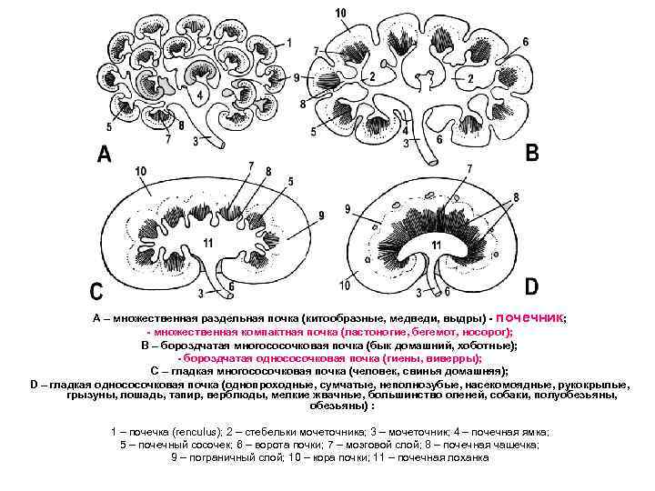 А – множественная раздельная почка (китообразные, медведи, выдры) - почечник; - множественная компактная почка