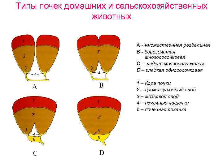 Типы почек домашних и сельскохозяйственных животных А - множественная раздельная В - бороздчатая многососочковая