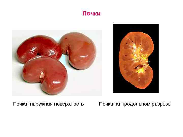 Почки Почка, наружная поверхность Почка на продольном разрезе 