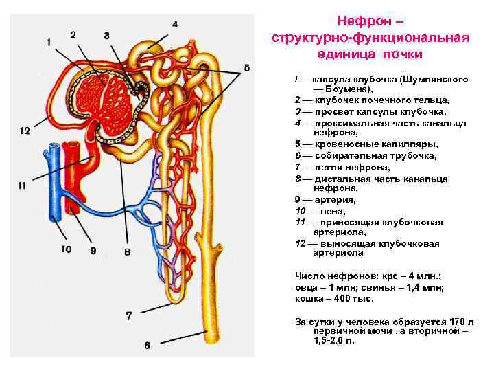 Нефрон – структурно-функциональная единица почки / — капсула клубочка (Шумлянского — Боумена), 2 —