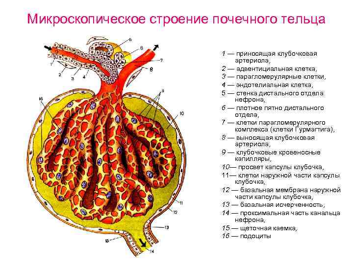 Микроскопическое строение почечного тельца 1 — приносящая клубочковая артериола, 2 — адвентициальная клетка, 3