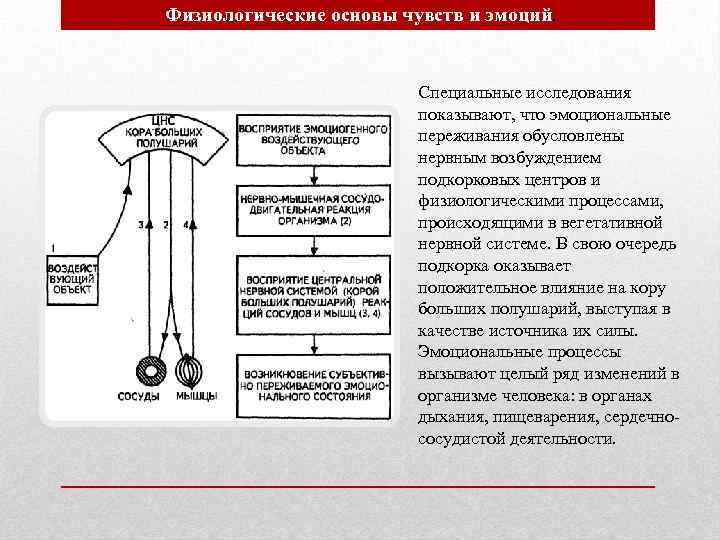 Физиологические основы чувств и эмоций. Специальные исследования показывают, что эмоциональные переживания обусловлены нервным возбуждением