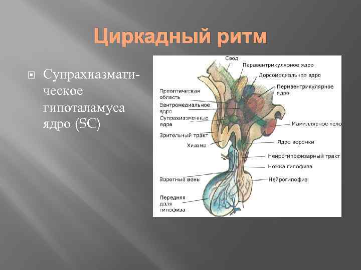 Циркадный ритм Супрахиазматическое гипоталамуса ядро (SC) 