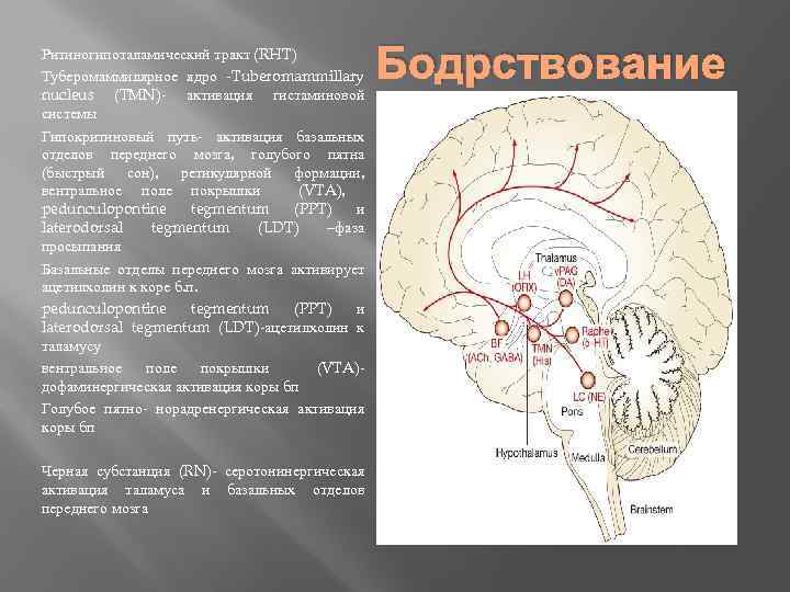 Ритиногипоталамический тракт (RHT) Туберомаммилярное ядро -Tuberomammillary nucleus (TMN)- активация гистаминовой системы Гипокритиновый путь- активация