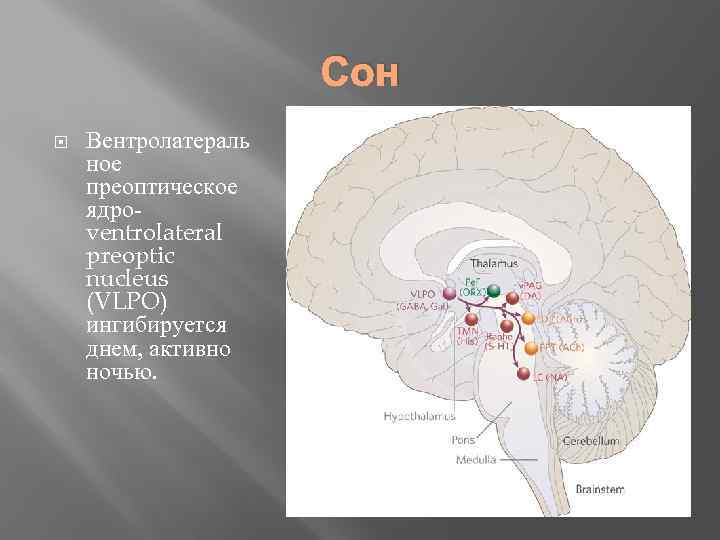 Сон Вентролатераль ное преоптическое ядро- ventrolateral preoptic nucleus (VLPO) ингибируется днем, активно ночью. 