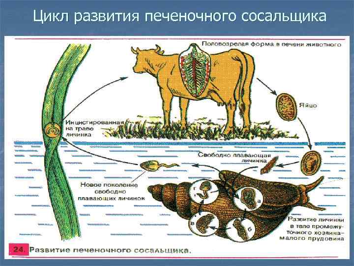 Цикл развития печеночного сосальщика 