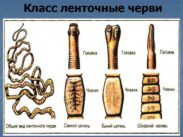 Класс ленточные черви 