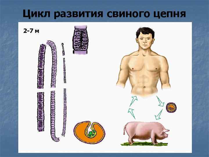 Цикл развития свиного цепня 2 -7 м 