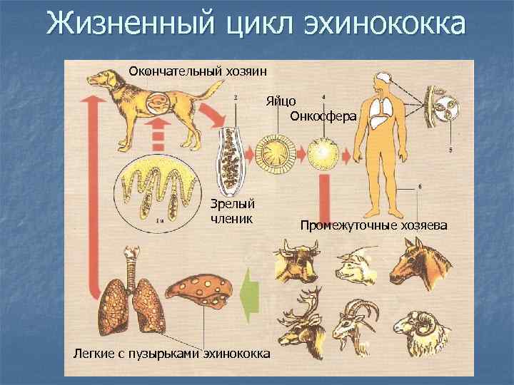 Цикл развития эхинококка схема