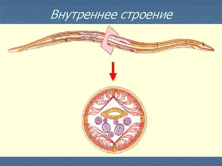 Внутреннее строение 