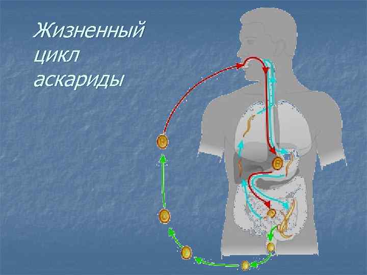 Жизненный цикл аскариды 