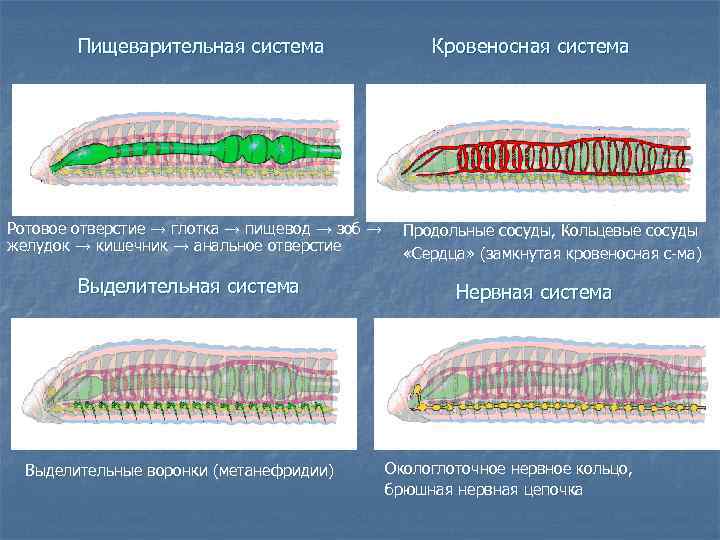 Пищеварительная система Кровеносная система Ротовое отверстие → глотка → пищевод → зоб → Продольные