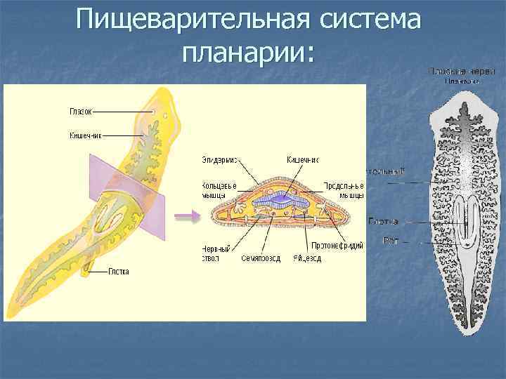 Пищеварительная система планарии: 