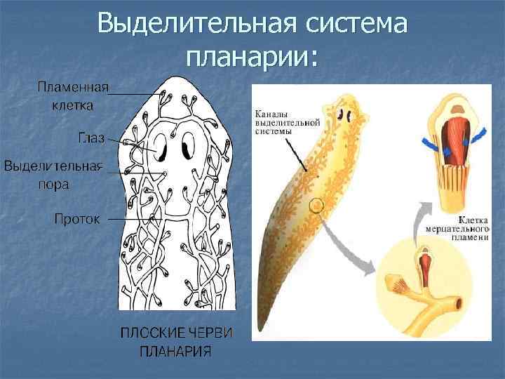 Выделительная система планарии: 