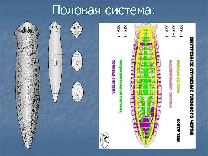 Половая система: 