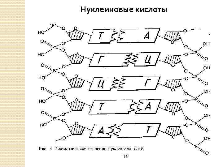 Нуклеиновые кислоты 