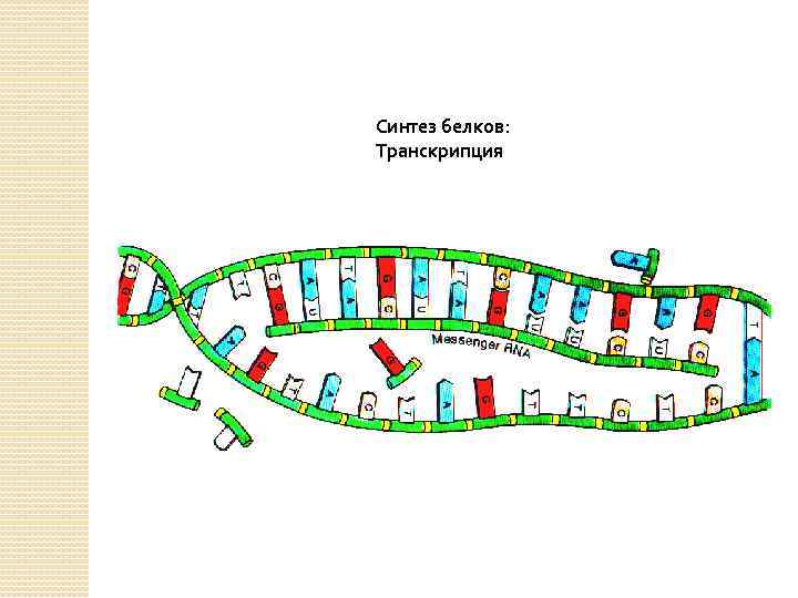 Синтез белков: Транскрипция 