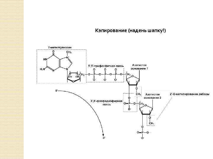 Кэпирование (надень шапку!) 