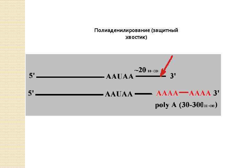 Полиаденилирование (защитный хвостик) 
