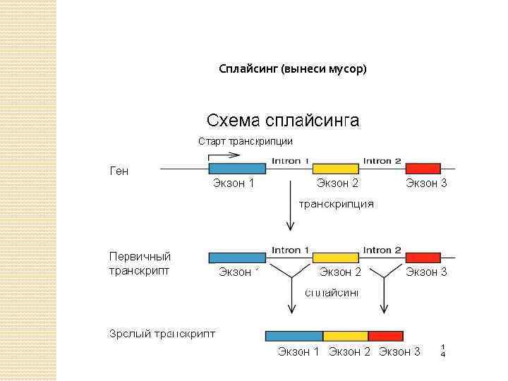 Альтернативный сплайсинг презентация