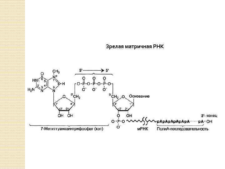 Зрелая матричная РНК 