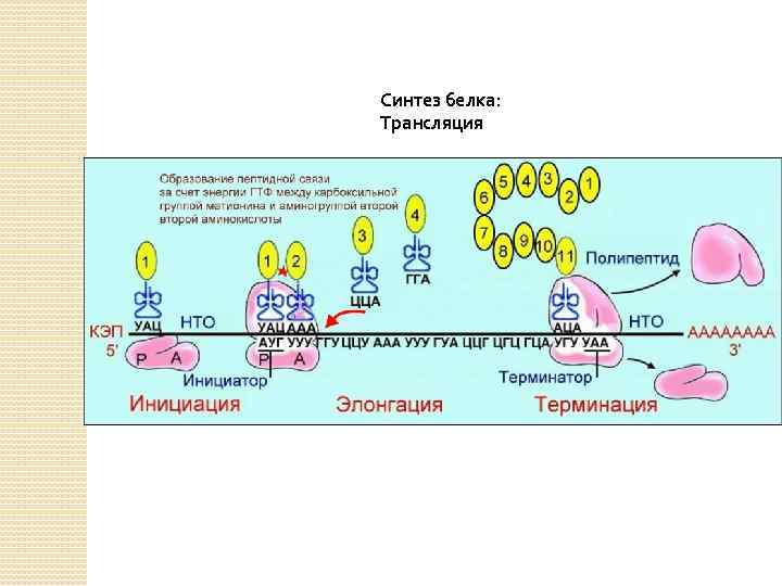 Синтез белка: Трансляция 