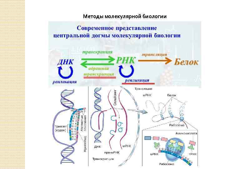 Методы молекулярной биологии 
