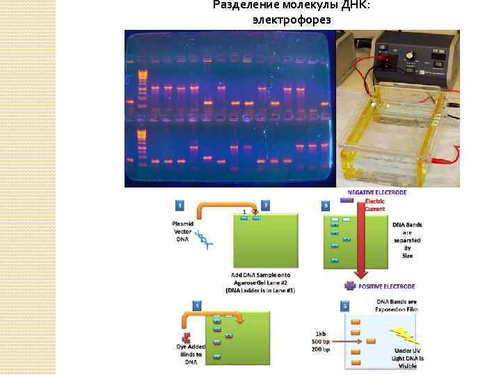 Разделение молекулы ДНК: электрофорез 
