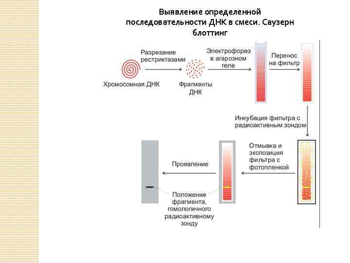 Выявление определенной последовательности ДНК в смеси. Саузерн блоттинг 