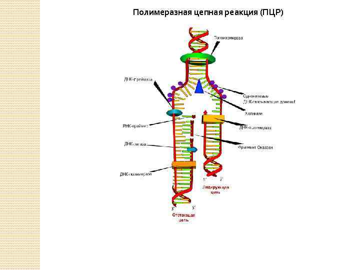 Полимеразная цепная реакция (ПЦР) 