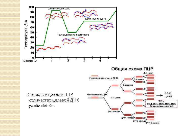 С каждым циклом ПЦР количество целевой ДНК удваивается. 