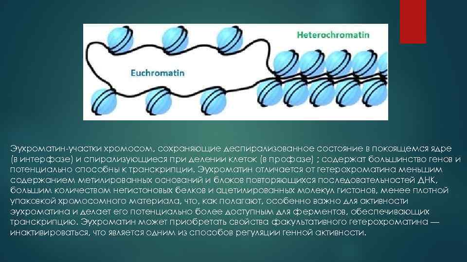 Эухроматин и гетерохроматин