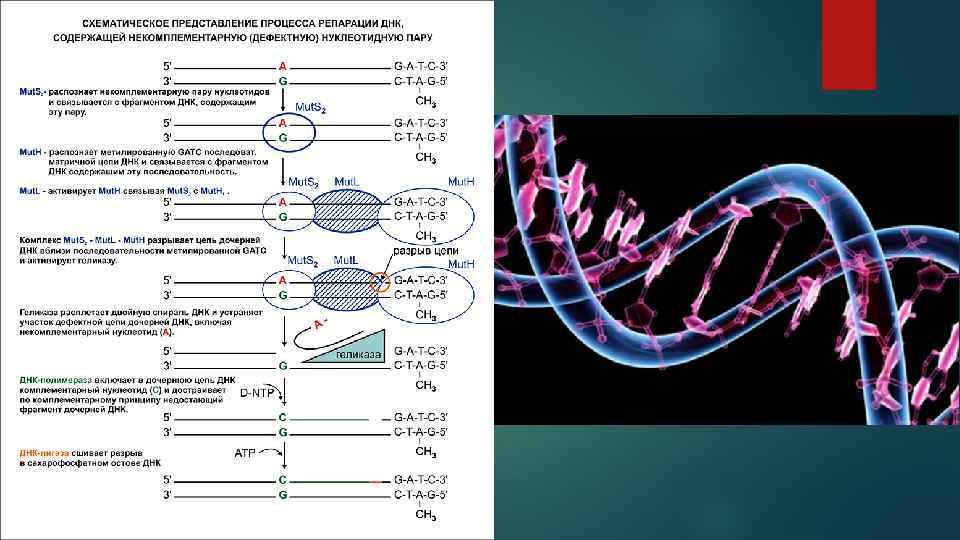 Пересадка днк. Последовательность ДНК. Нуклеотидная последовательность ДНК. Изменение последовательности ДНК. Картирование ДНК.
