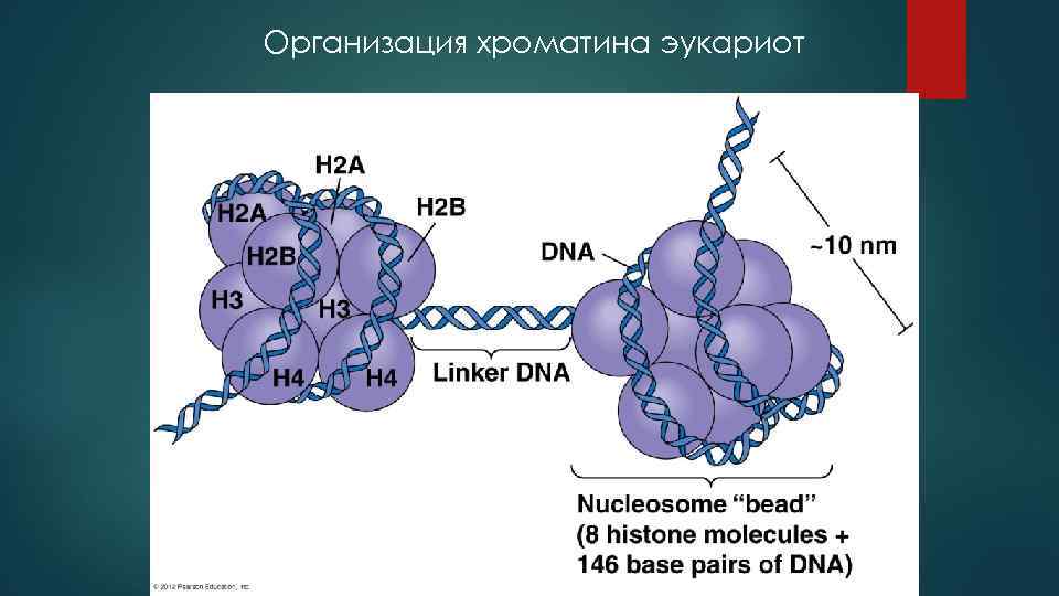 Организация хроматина эукариот 