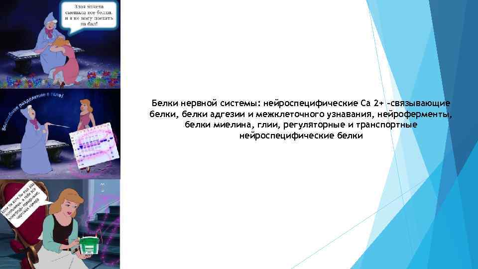 Белки нервной системы: нейроспецифические Са 2+ -связывающие белки, белки адгезии и межклеточного узнавания, нейроферменты,