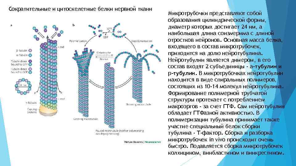 Синтез белков тубулинов. Микротрубочки тубулин. Микротрубочки белок тубулин. Колхицин и микротрубочки. Микротрубочки сборка.