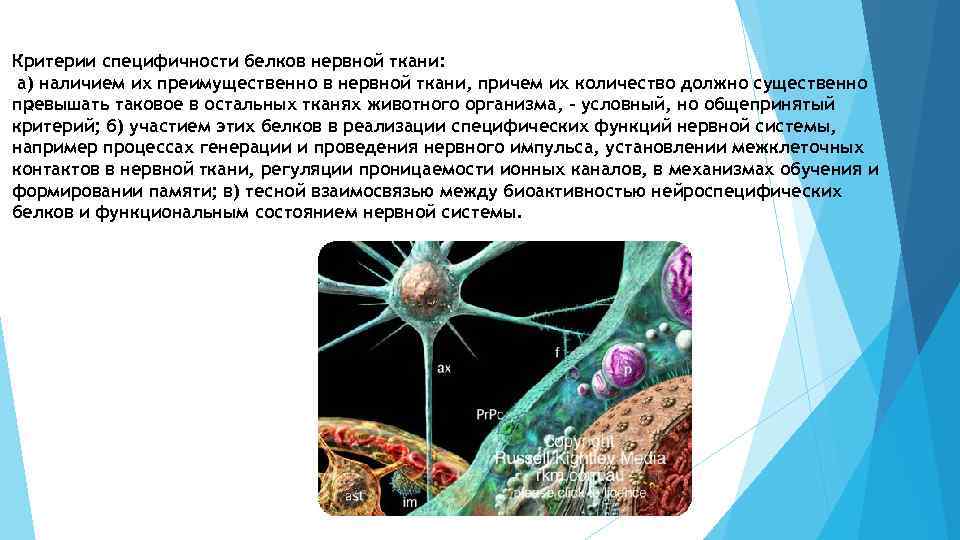 Специфический белок. Белки нервной ткани. Специфические белки нервной ткани. Нервная система белки. Белки нервной ткани специфические белки.